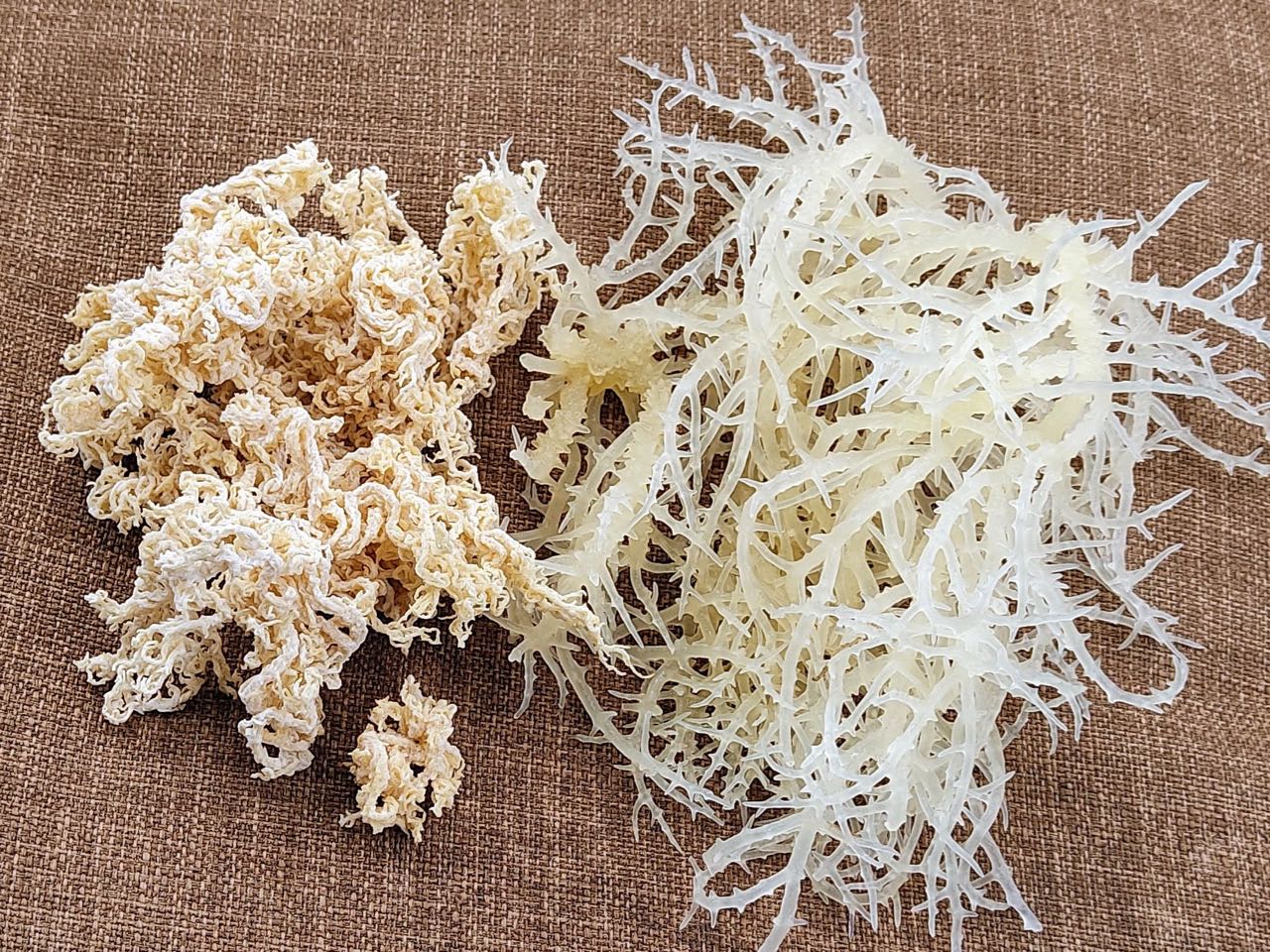 Rong Sụn Gai Khô 500 Gram
