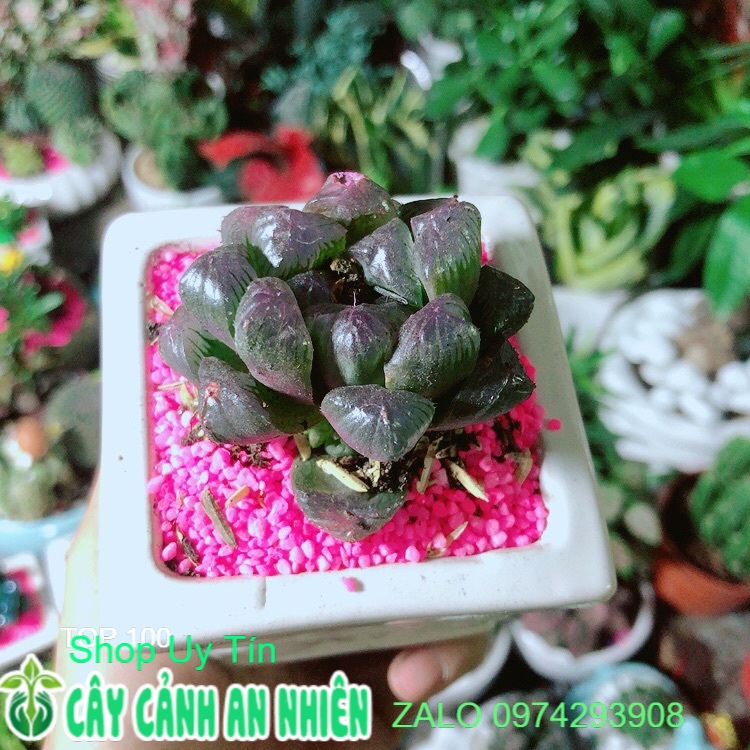 Chậu cây kim cương màu tím