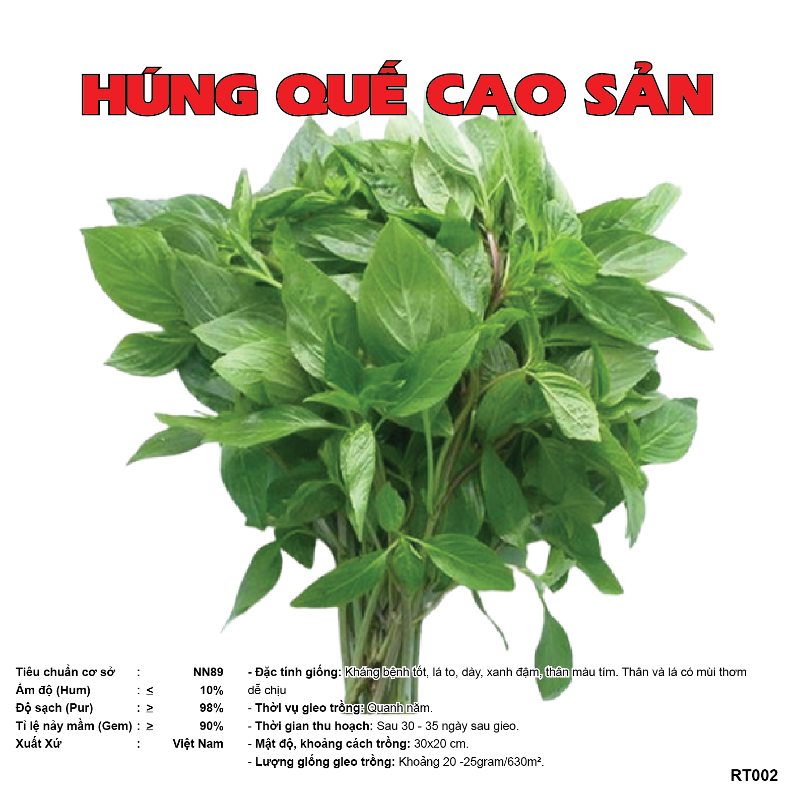 Hạt giống húng quế RT002, lá xanh thơm, dễ trồng, dễ chăm sóc, cây khoẻ, năng suất cao