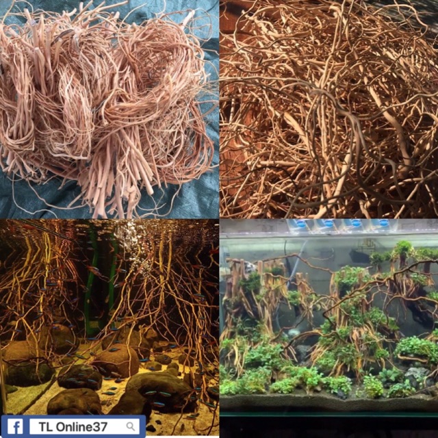 Lũa rễ rừng - trang trí layout bố cục bể thuỷ sinh, được xử lý với kỹ thuật riêng không hóa chất, có thể ngâm trong nước trên 10 năm, không làm thay đổi độ pH hồ