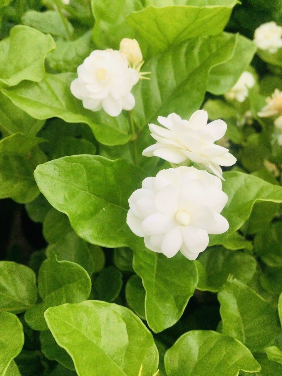 Chậu hoa lài ta cánh kép thơm