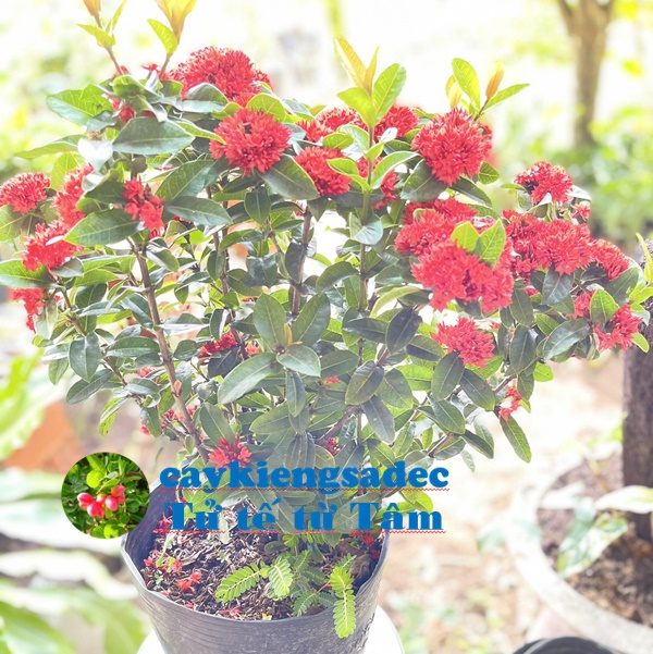 caykiengsadec - Cây trang sen - hoa kiểng lá - cây phong thủy - trang trí nội thất - cây cảnh quang ngoài trời và sân vườn