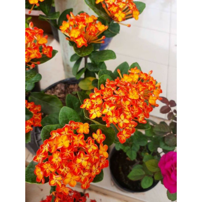 Cây hoa mẫu đơn bông trang phụng hoàng cam loại đại cao 20-25cm-giao cây cỡ như hình cuối nha