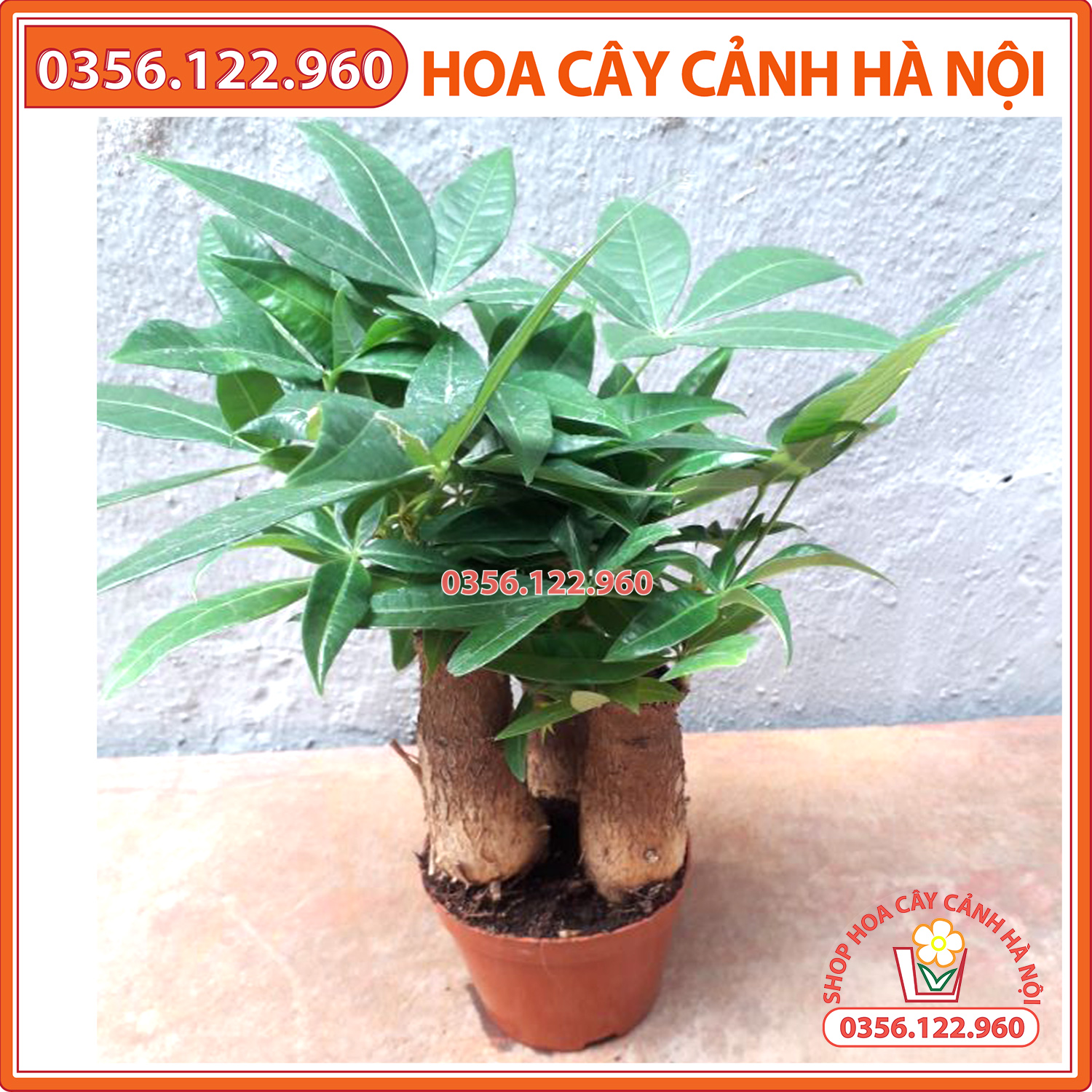 Cây kim ngân để bàn 3 thân - cây phong thủy để bàn trang trí