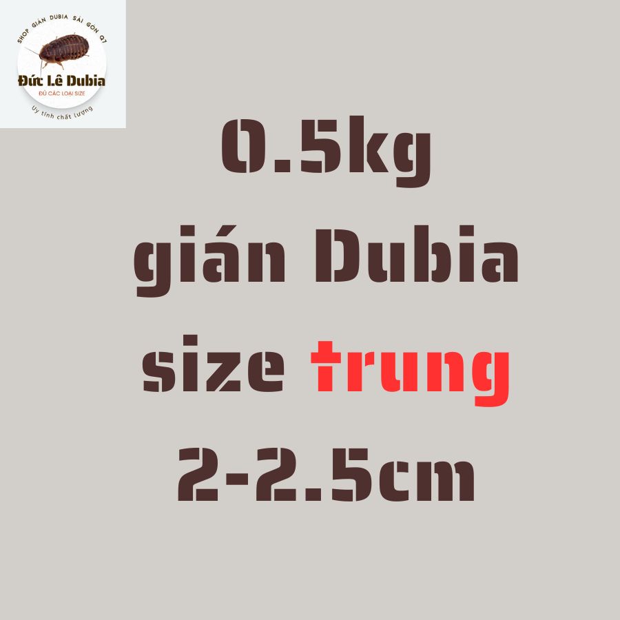 0.5kg Gián Dubia size trung ( 2-2.5cm)