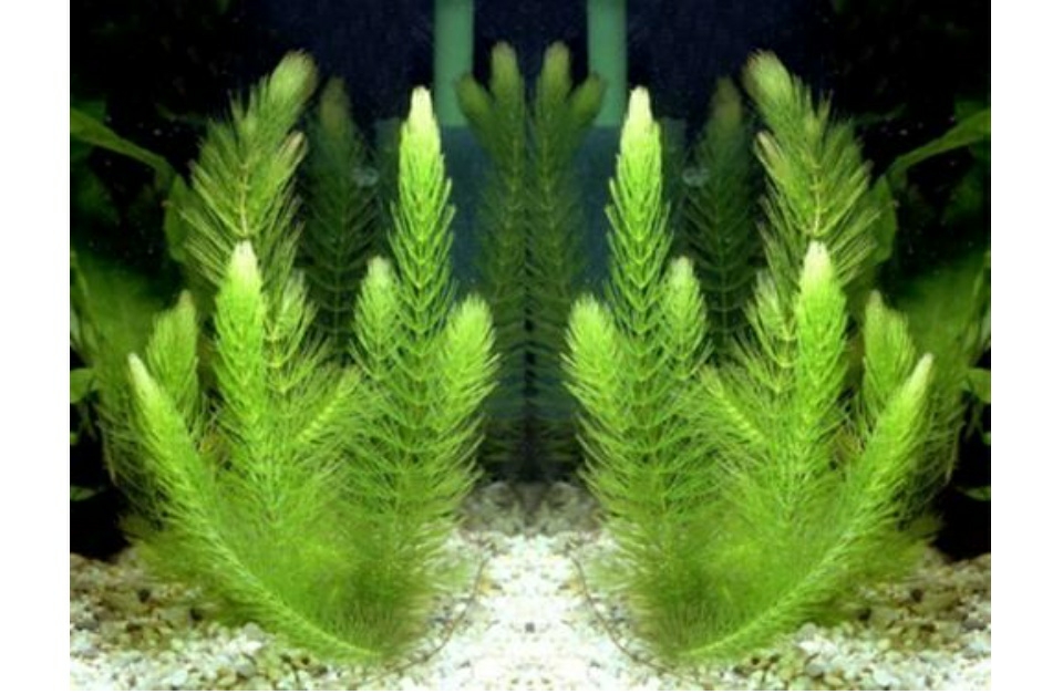 Combo 5 cọng khỏe mạnh - Rong đuôi chồn/ đuôi chó cho bể cá, Cây rong hồ cá thủy sinh