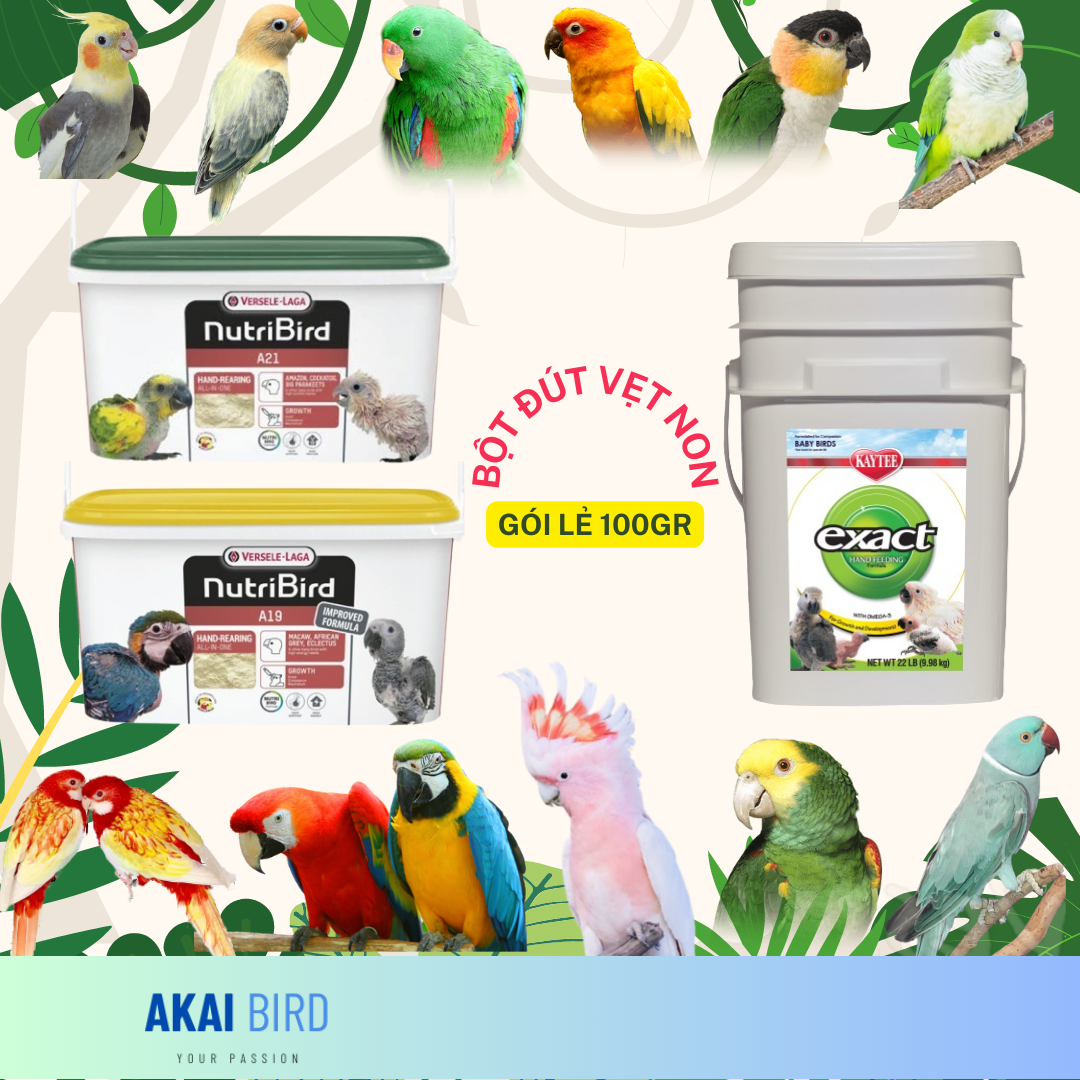 Bột a19 / a21 / kaytee dành cho vẹt non...