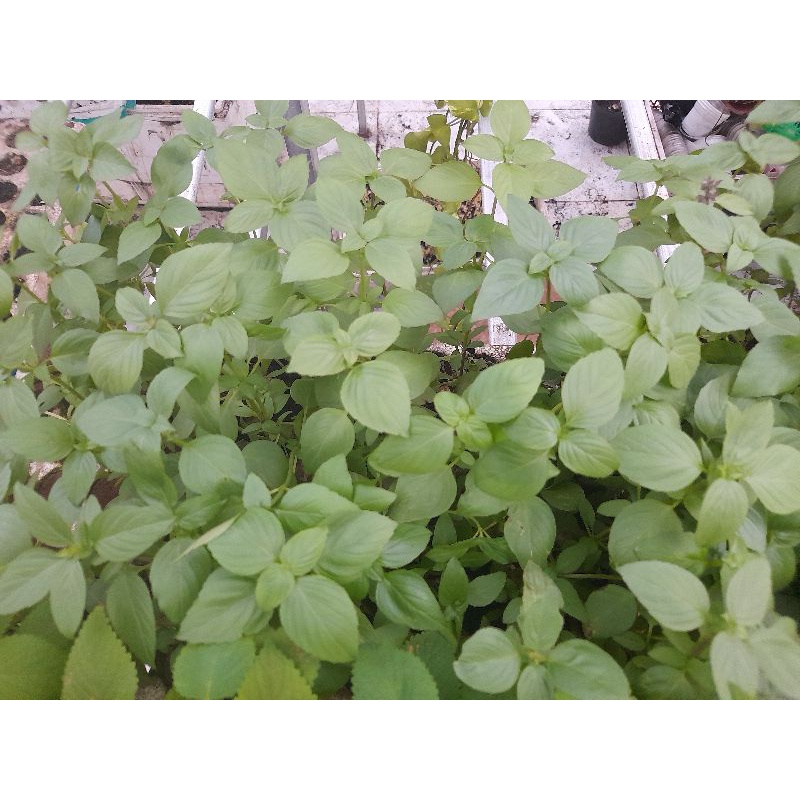 Combo 10 Cây giống húng quế ươm vỉ rễ trần