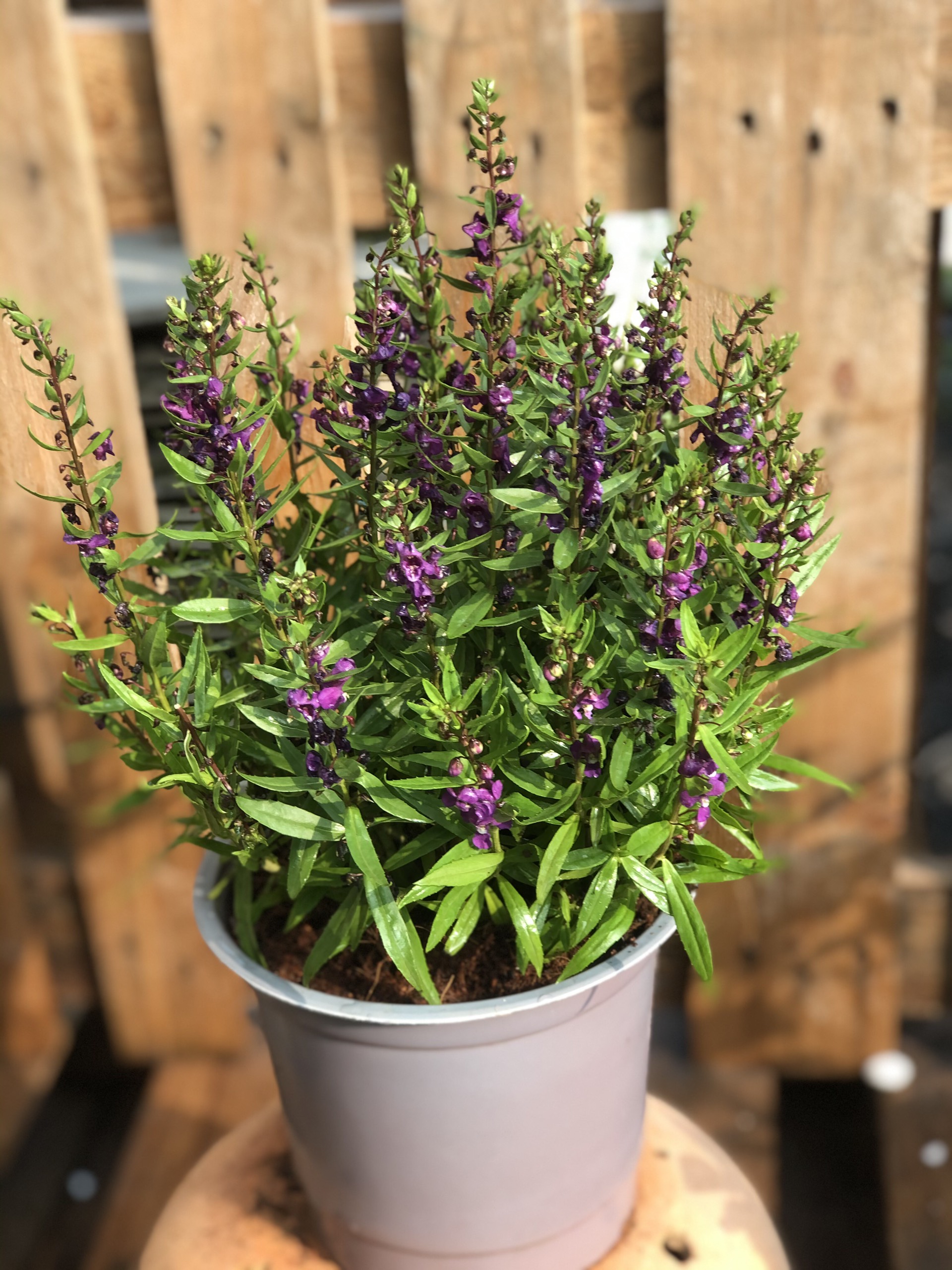 Chậu hoa Forget Me Not