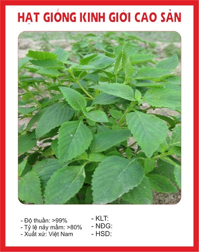 Hạt giống rau kinh giới cao sản KS - Gói 2gram