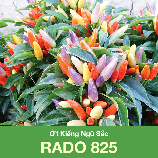 Hạt Giống Ớt Ngũ Sắc Sai Trái Dễ Trồng, ra trái nhiều