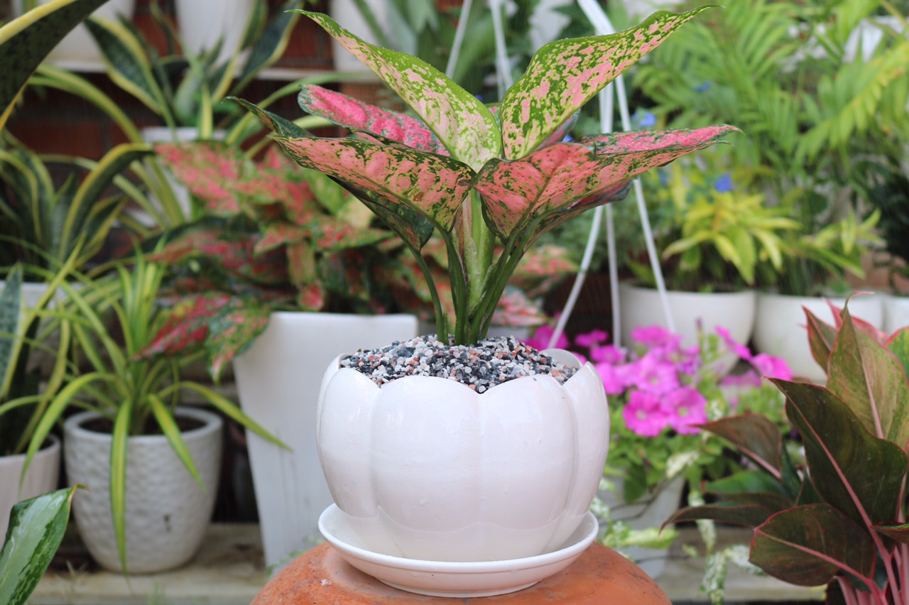 Chậu sứ cây Vạn Lộc Đỏ