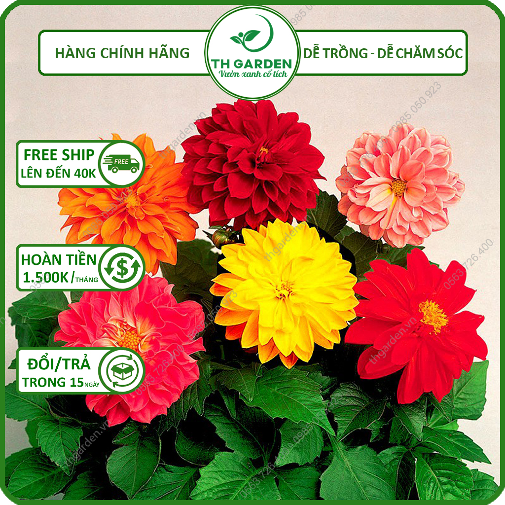 Hạt Giống Hoa Thược Dược Mix Nhiều Màu TH Garden - Hạt Giống Dễ Trồng Dễ Chăm Sóc, Hoa Thơm, Bền Màu, Lâu Tàn