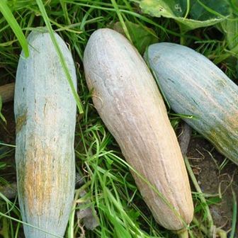 10 Hạt giống bí đỏ dài bí sáp
