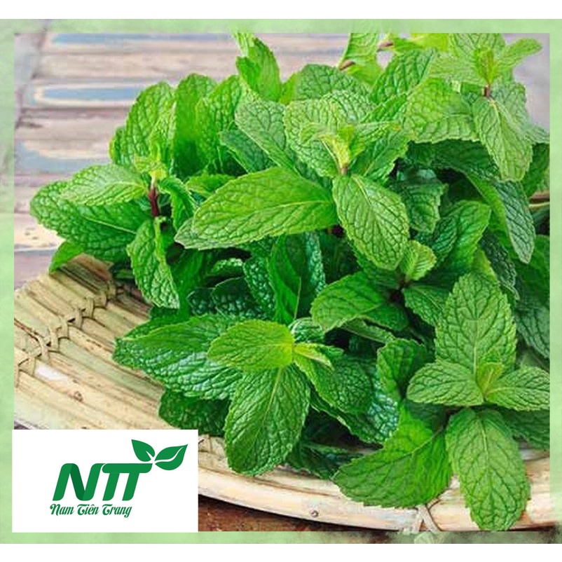Hạt giống rau Bạc Hà