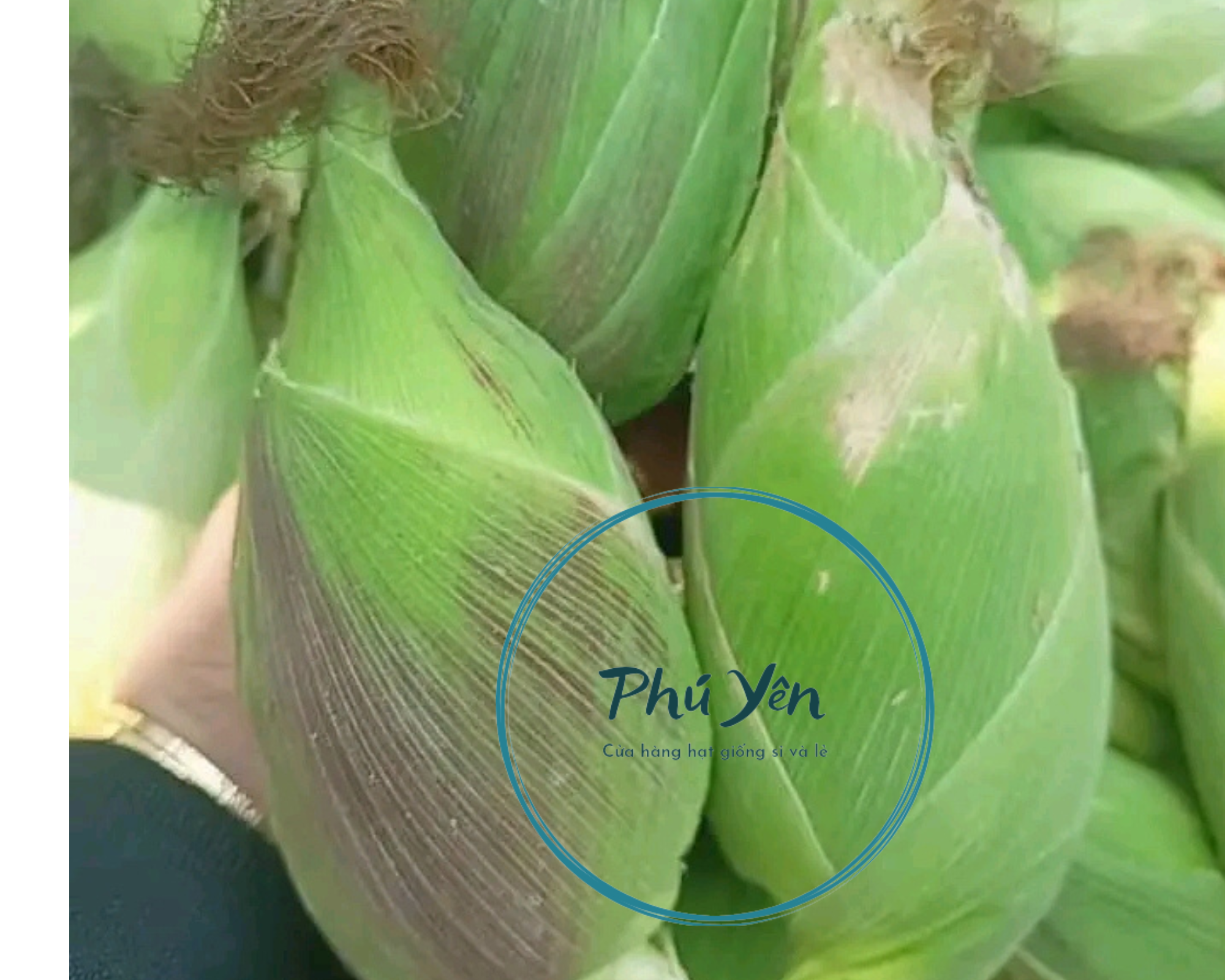 Hạt giống bắp nù sữa gói 1 kg chính hãng