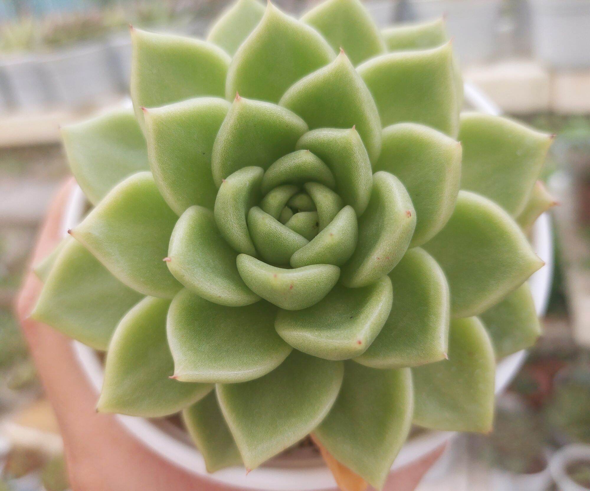 Sen đá giva size trung 8-10cm