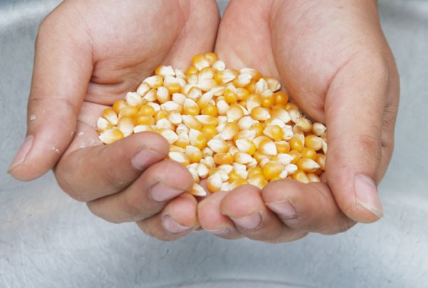 Ngô Mỹ làm bắp rang bơ (1kg) cực dễ làm, cực ngon