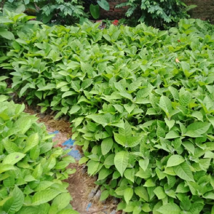 Cây giống chè khổng lồ * Cây Trồng Việt ^^