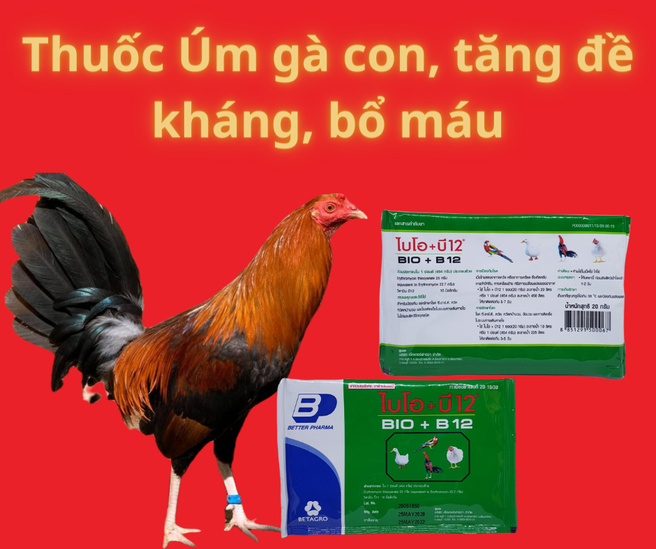 Bio-b12 úm gà con