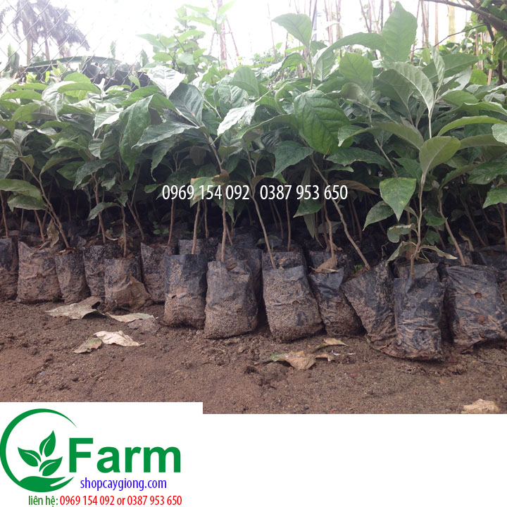 Combo 2 cây nhót ngọt tặng thêm cây mặc định