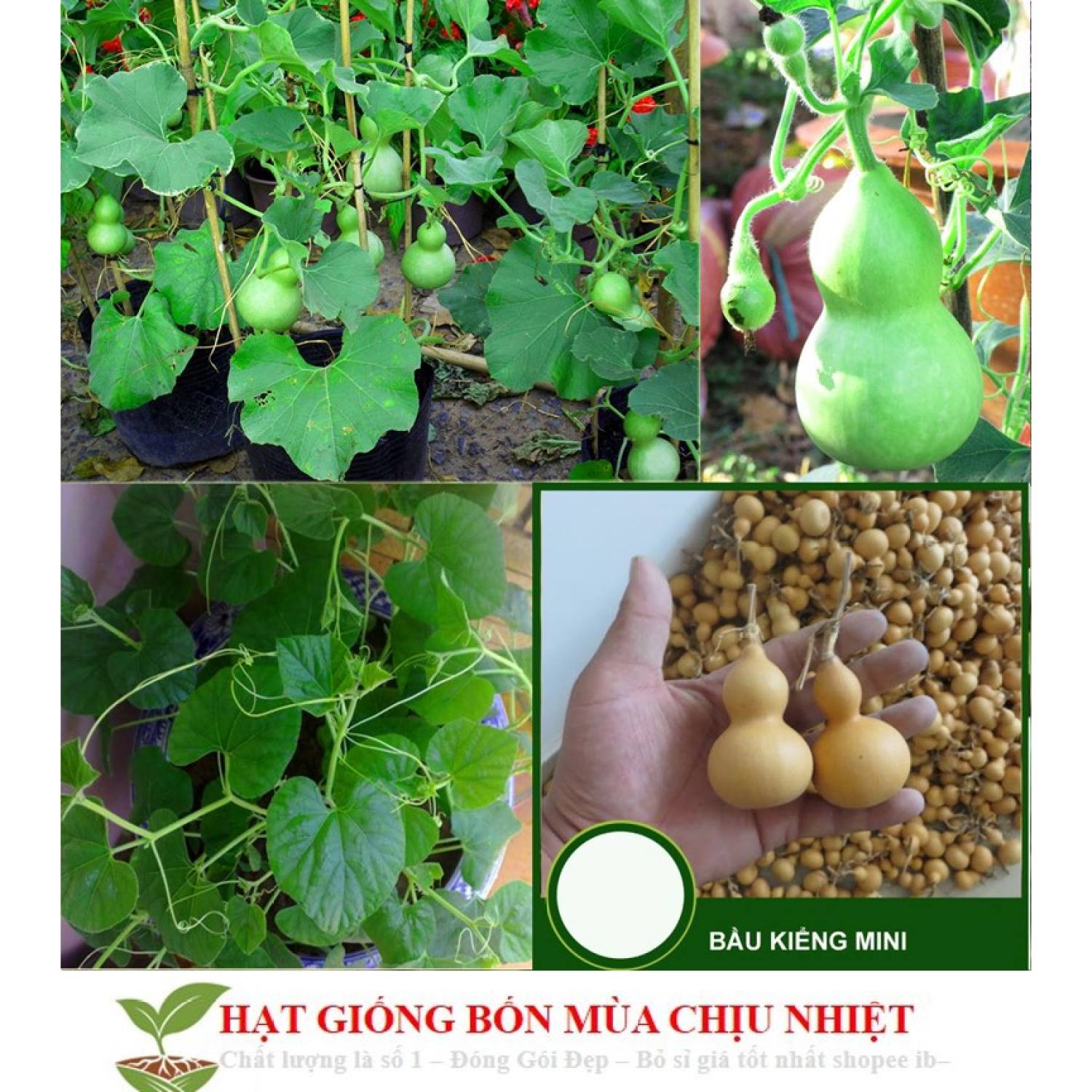 MA216 GÓI Hạt Giống Bầu Hồ Lô - Mini Siêu Kute 5 HẠT