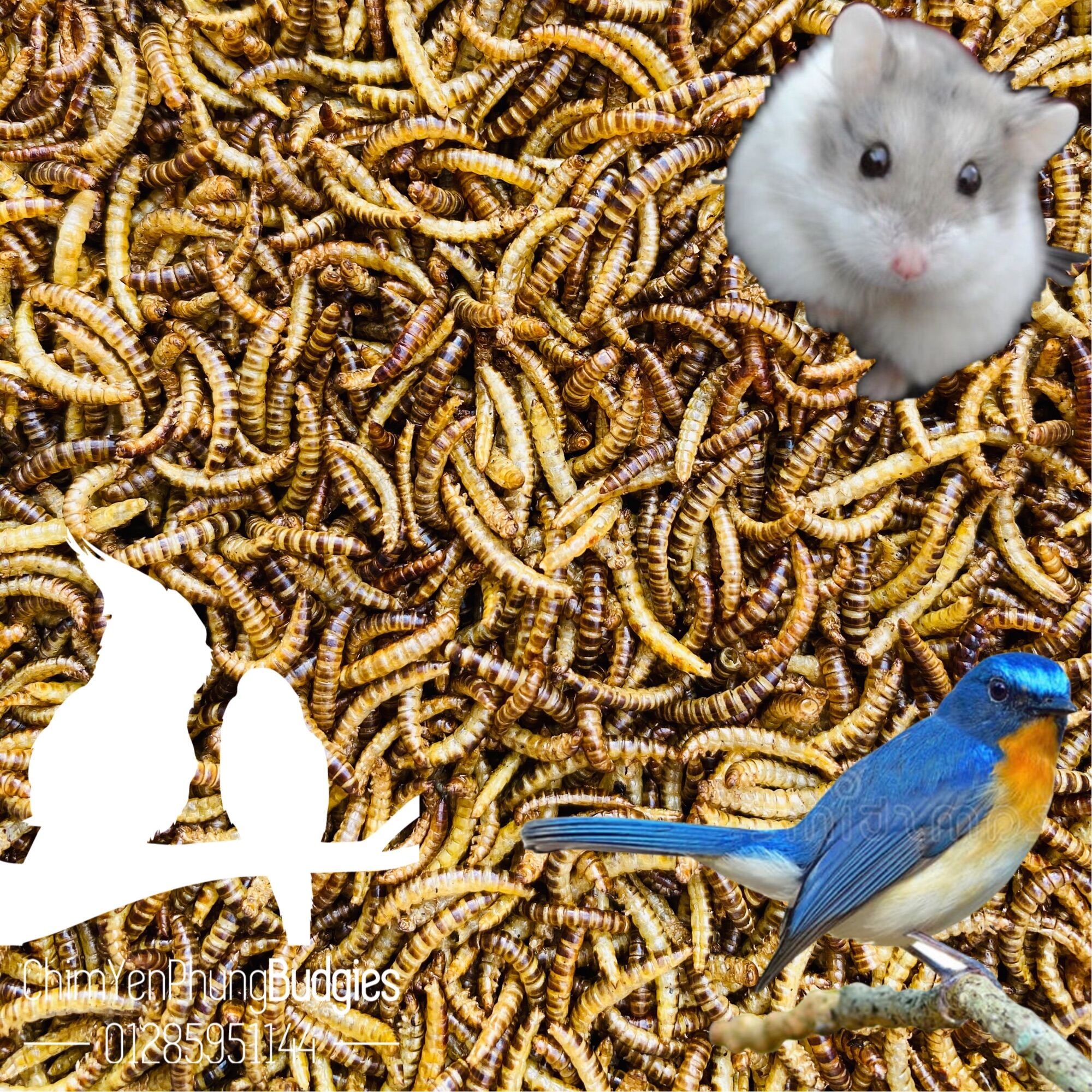 500g sâu gạo sấy khô dinh dưỡng (hàng loại 1) [thức ăn: Chim cảnh, Gà kiểng, Hamster, Bọ ú, Sóc...]