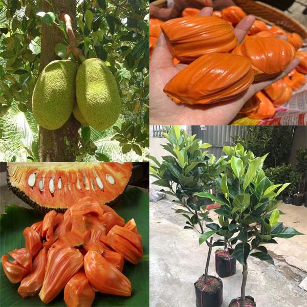 Cây mít thái ruột đỏ ra quả sớm