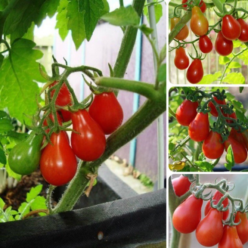 Hạt giống cà chua cherry lê đỏ | sl: 30 hạt