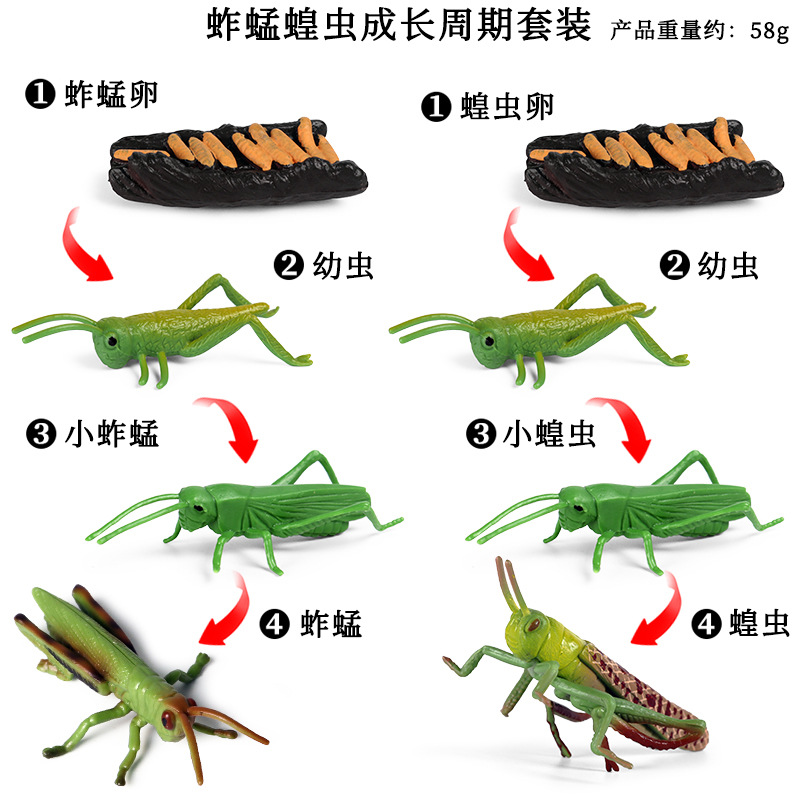 -A Mô Phỏng Rắn Xuyên Biên Giới, Côn Trùng, Châu Chấu, Châu Chấu, Mô Hình Chu Kỳ Tăng Trưởng, Đồ Chơi Nhận Thức Khoa Học Và Giáo Dục