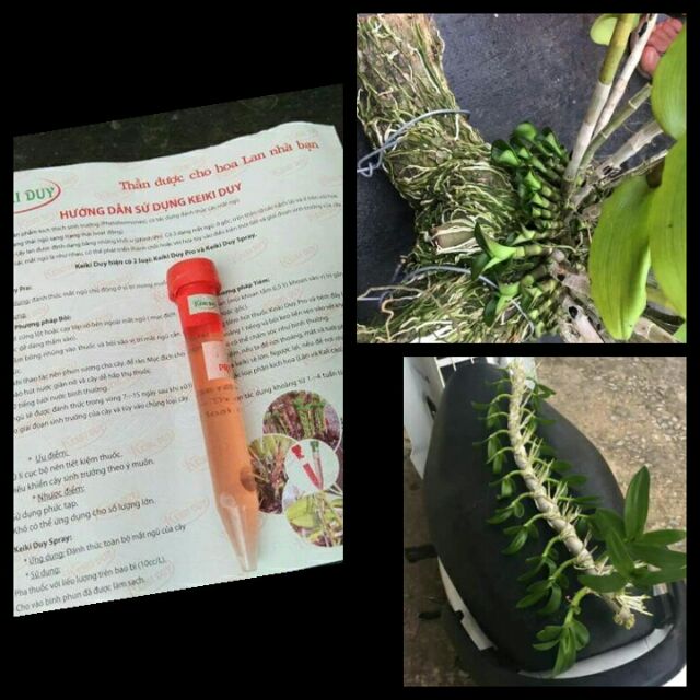 kích chồi và mầm hoa lan keiki duy đỏ, lọ 15ml