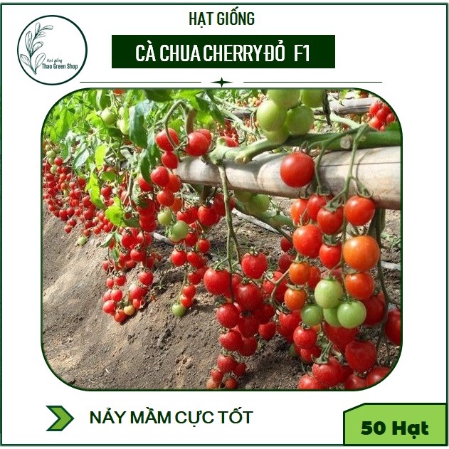 Hạt giống cà chua cherry đỏ f1