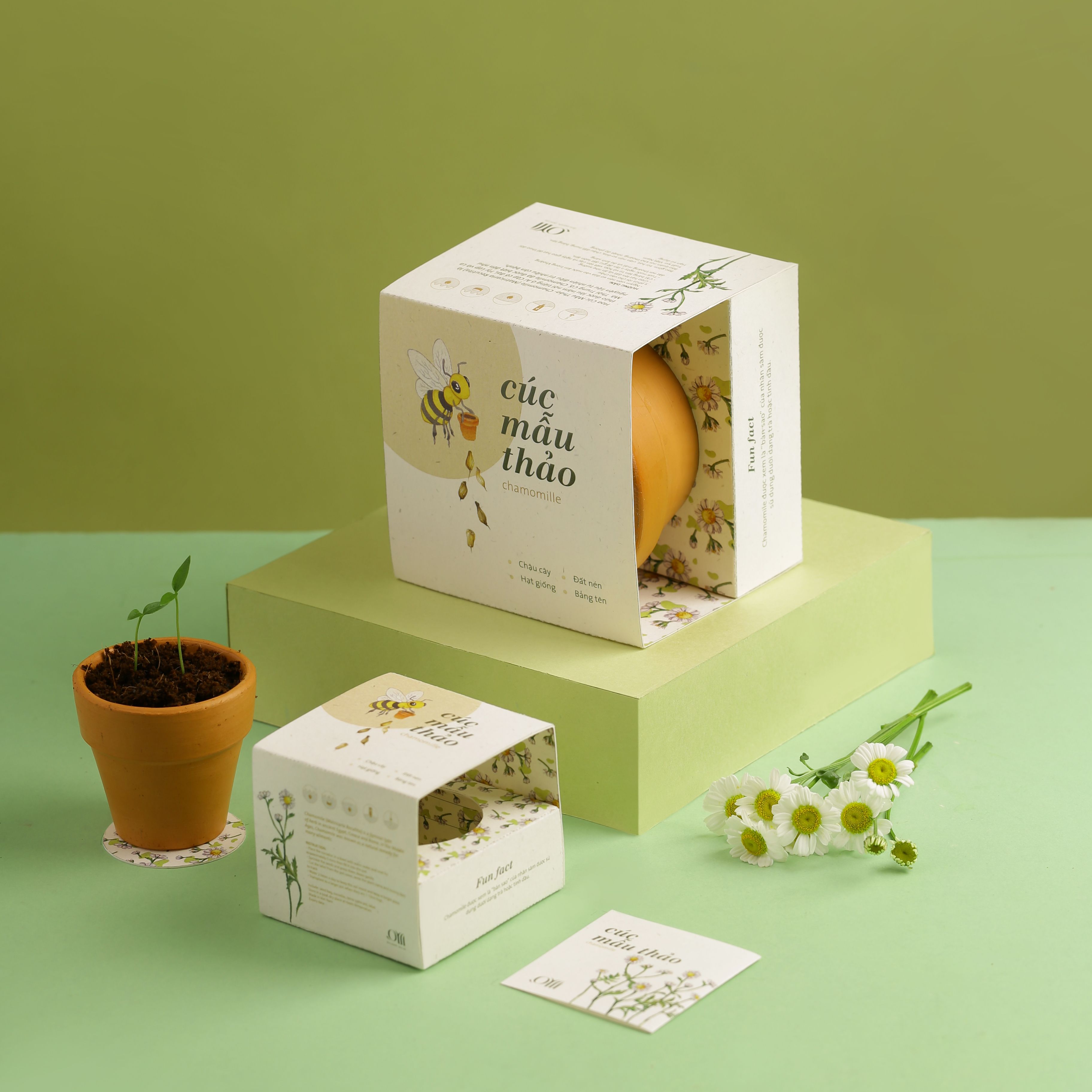 Kit trồng cây mini - hoa cúc mẫu thảo