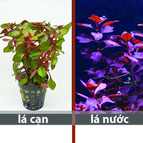 Cây thuỷ sinh tân đế tài hồng - 20k/20 ngọn