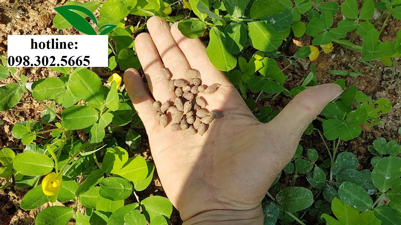 50g Hạt giống cỏ lạc tiên trồng thảm