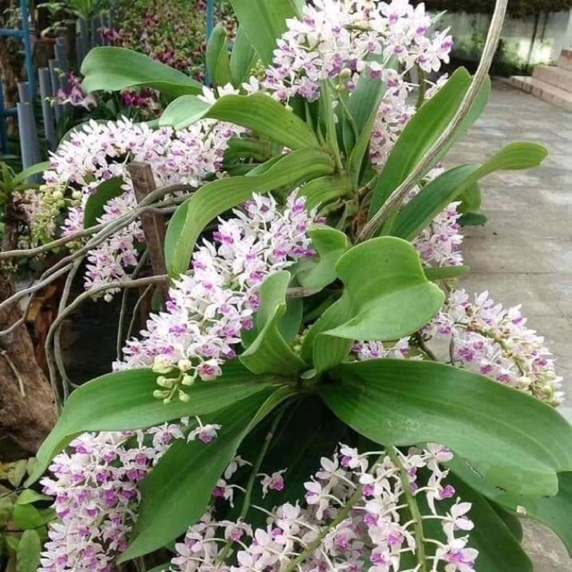 Ngọc điểm nghinh xuân rừng