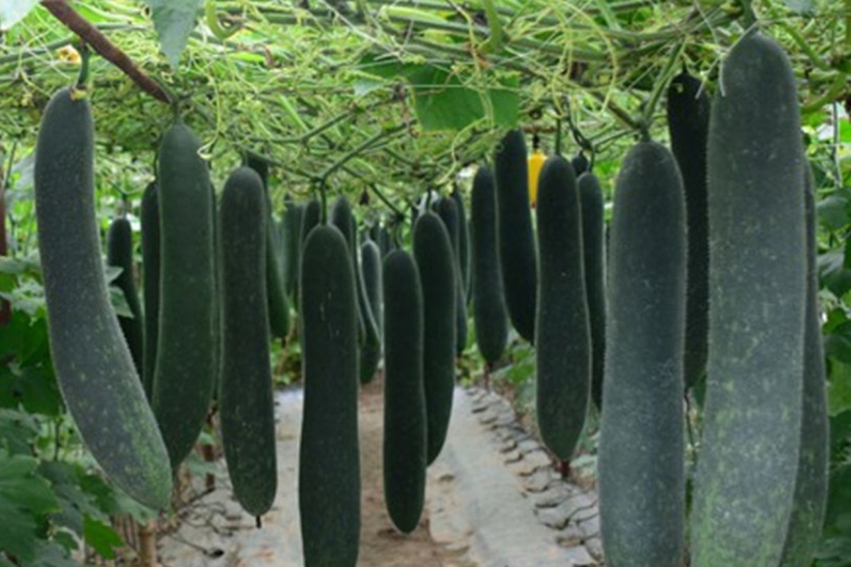 Hạt giống Bí sặt tặng kèm kích mầm