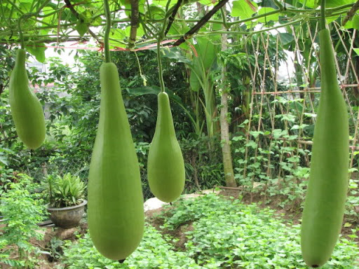 Hạt giống bầu xị F1 hàng công ty năng suất cao 20 hạt giá rẻ