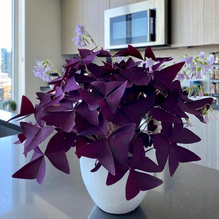 Cây Bướm Đêm - Red butterfly Wing