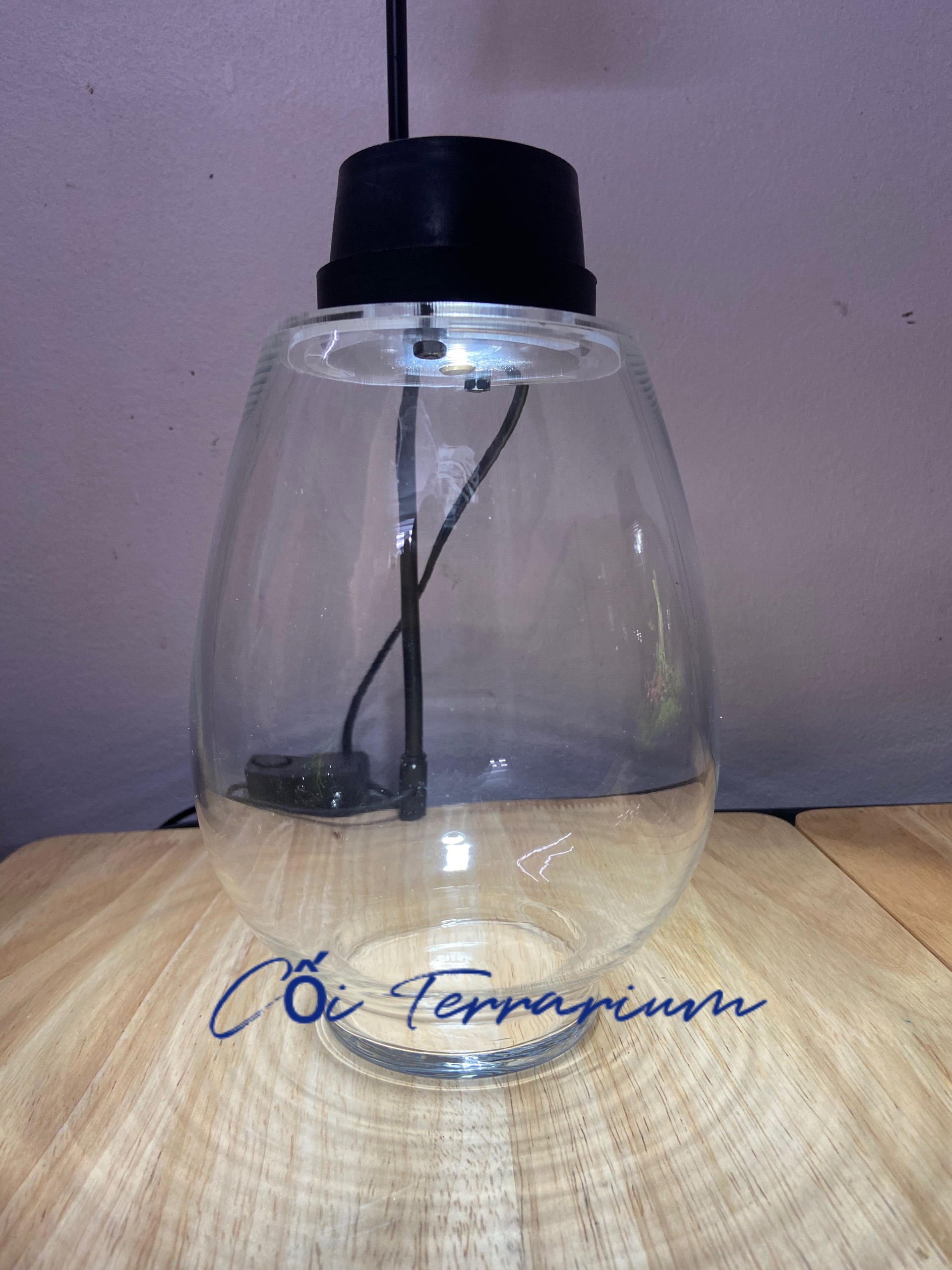 Bộ bình thủy tinh mosslight terrarium size 14x22cm