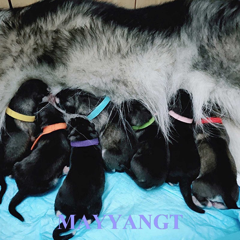 Set 15 Thẻ Tên Nhận Dạng Dành Cho Thú Cưng
