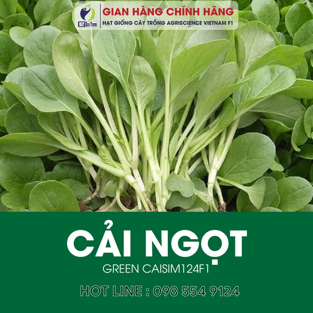Hạt giống rau cải ngọt - h2t farm