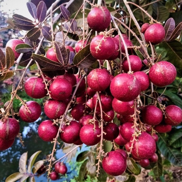 Nhãn đỏ giống mới