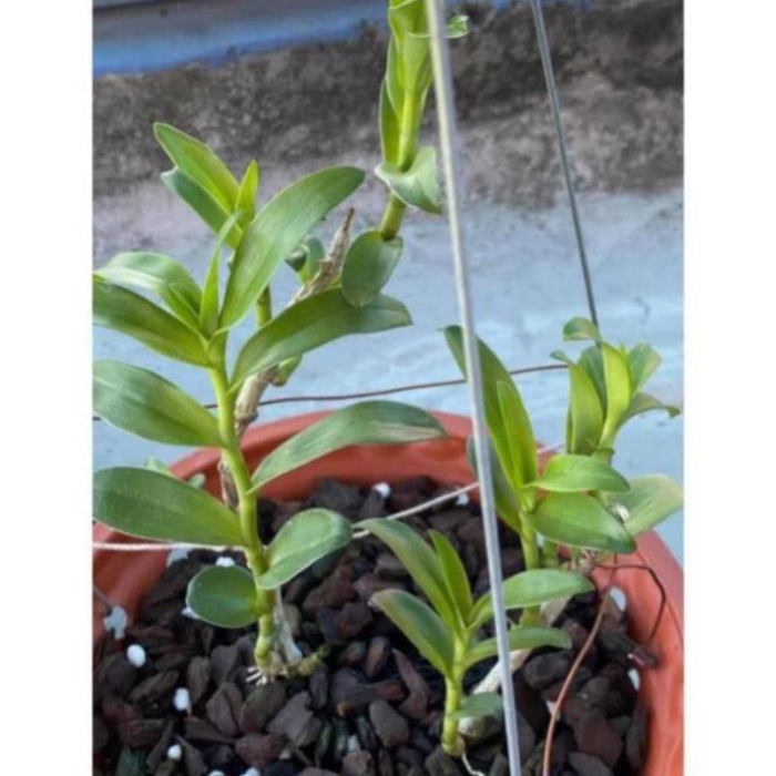 Combo 3 Cấy Phi Điệp 5 Cánh Trắng Phú Thọ Ki Năm 2