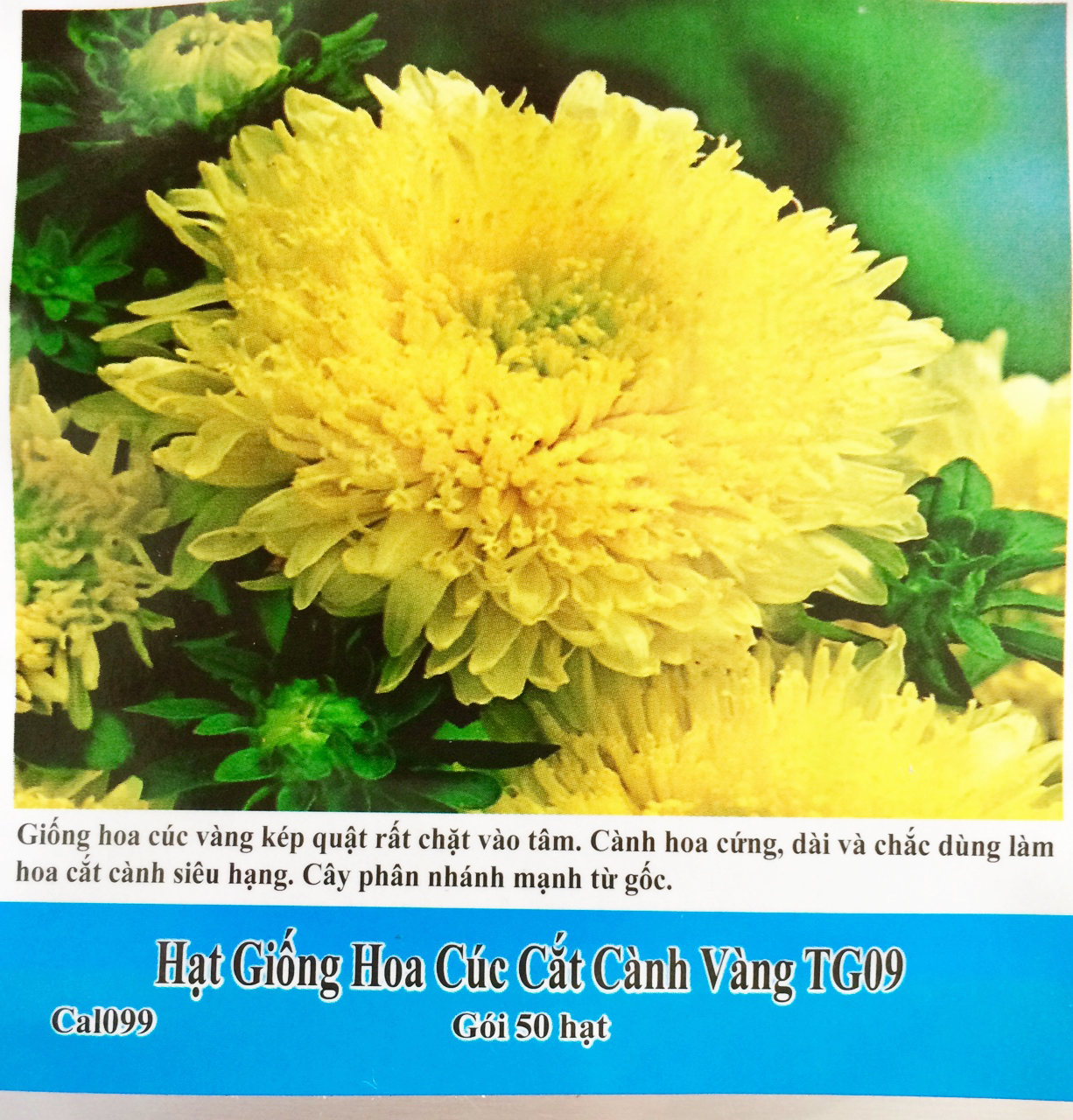 [HCM]hạt giống hoa cúc vàng cắt cành  phân nhánh từ gốc -gói 50 hạt và gói 50gram