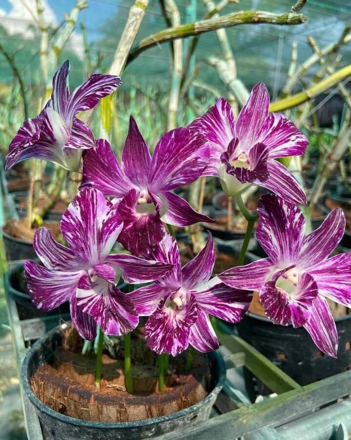 Hoa lan chớp sonia sao băng