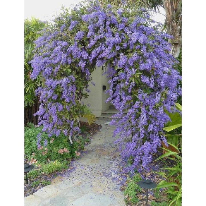 Cây giống hoa mai xanh Thái chuẩn khỏe đẹp - 54656