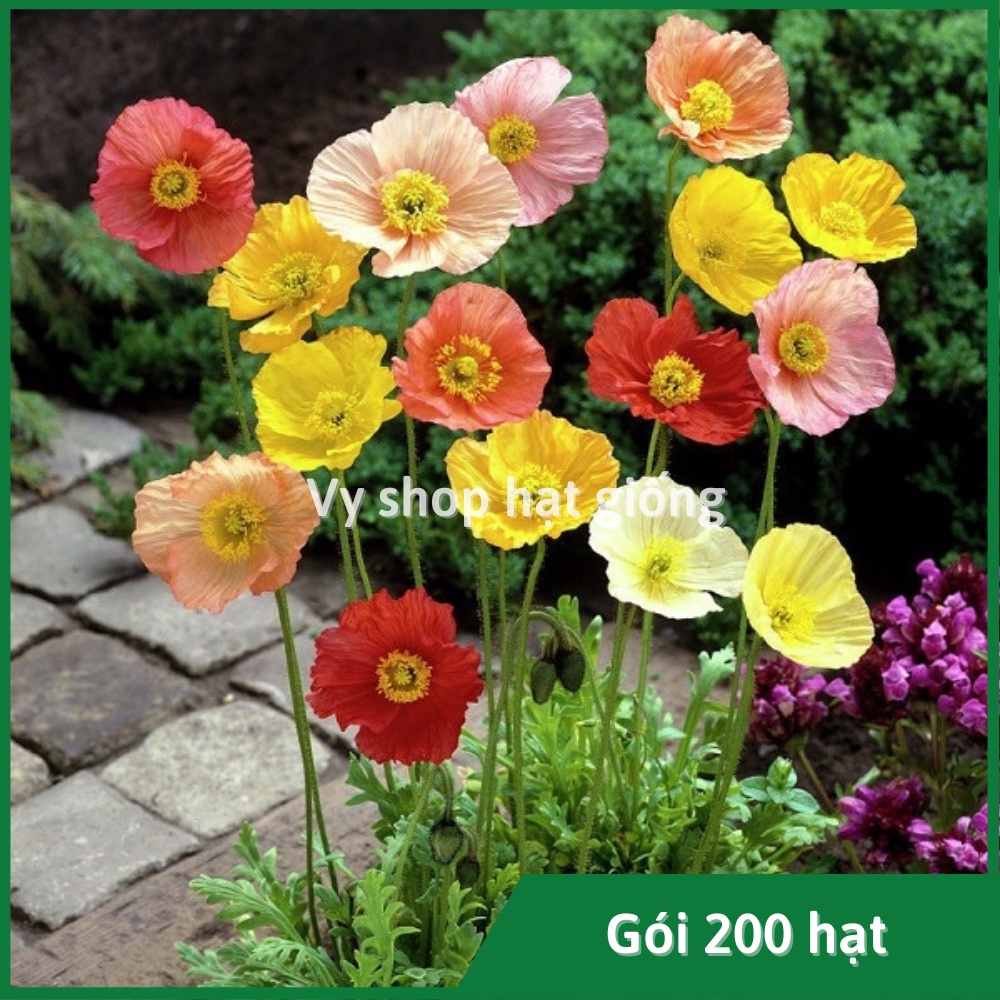 Hạt giống hoa kim anh - poppy gói 200 hạt mix màu