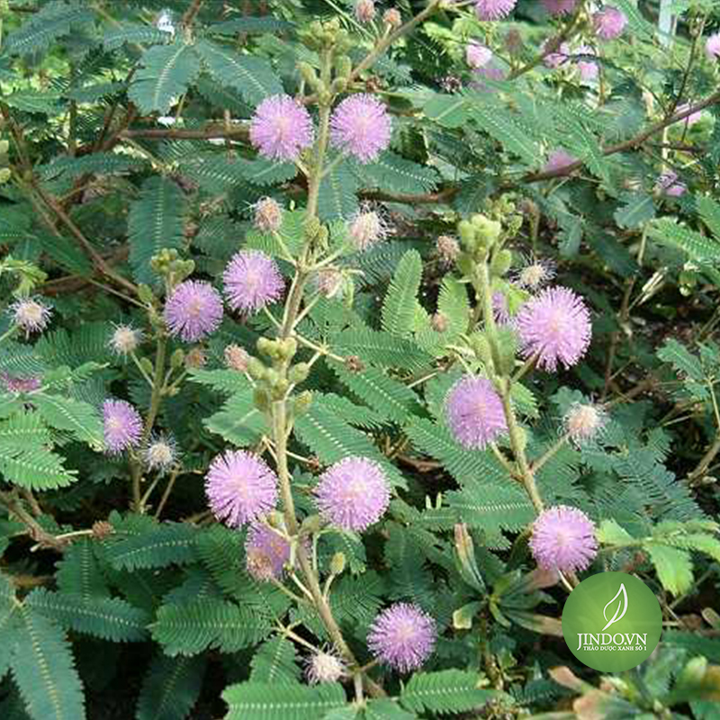 Cây xấu hổ (mắc cỡ) - 1kg khô LV145