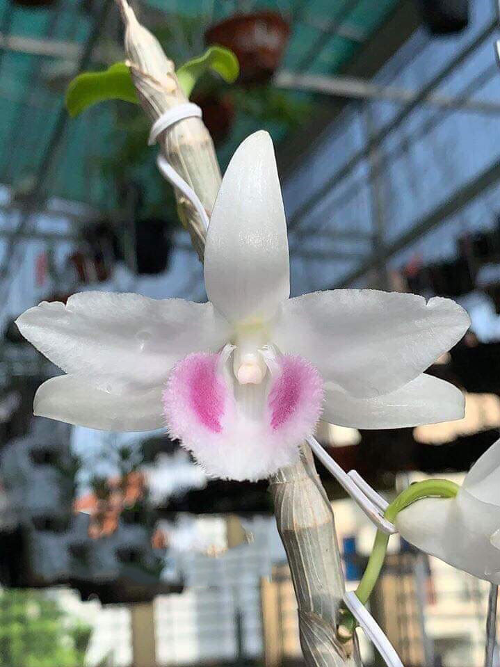 Phi điệp 5 cánh trắng HIỂN OANH gieo hạt mỗi chậu từ 3 đến 5 mầm góc 5CTHO